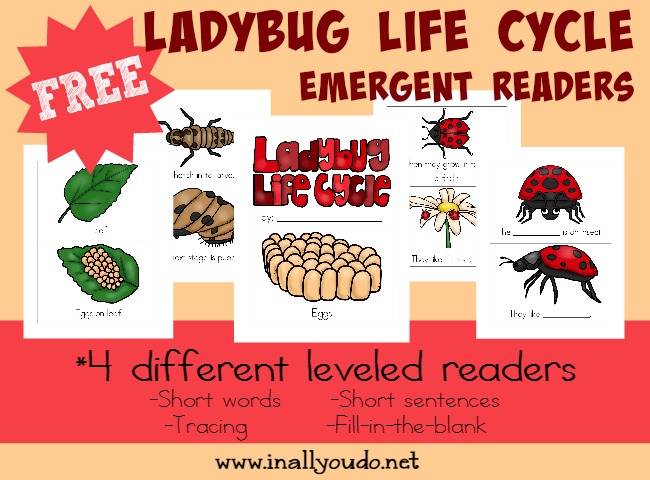 Kids will enjoy learning about the Ladybug Life Cycle with these fun and leveled readers!! {4 levels} :: www.blessedbeyondadoubt.com