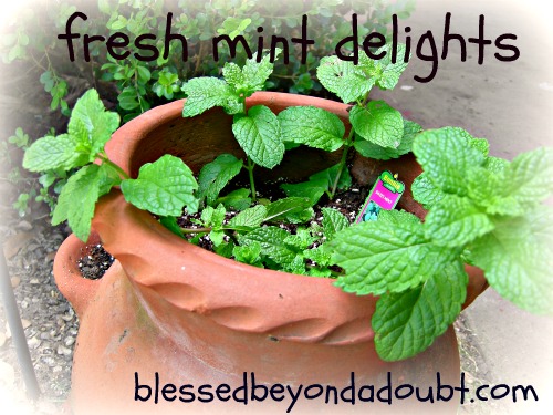 fresh mint