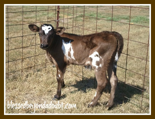 The cutest calf with a heart marking on his head!