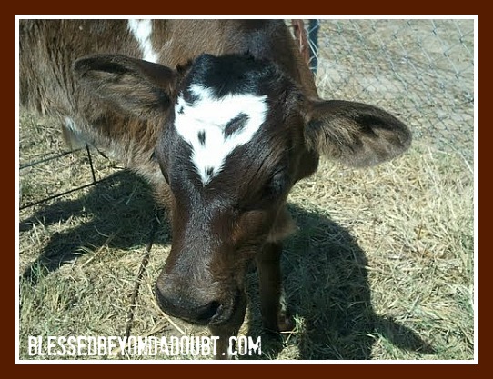 An adorable calf with a heart marking on his head!