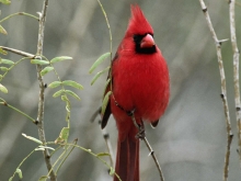 Cardinals Notebooking