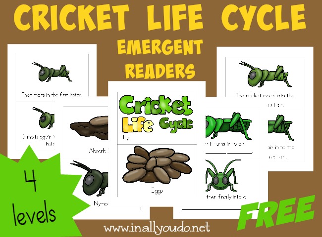 Kids will enjoy learning about the Cricket Life Cycle with these fun and leveled readers!! {4 levels} :: www.blessedbeyondadoubt.com