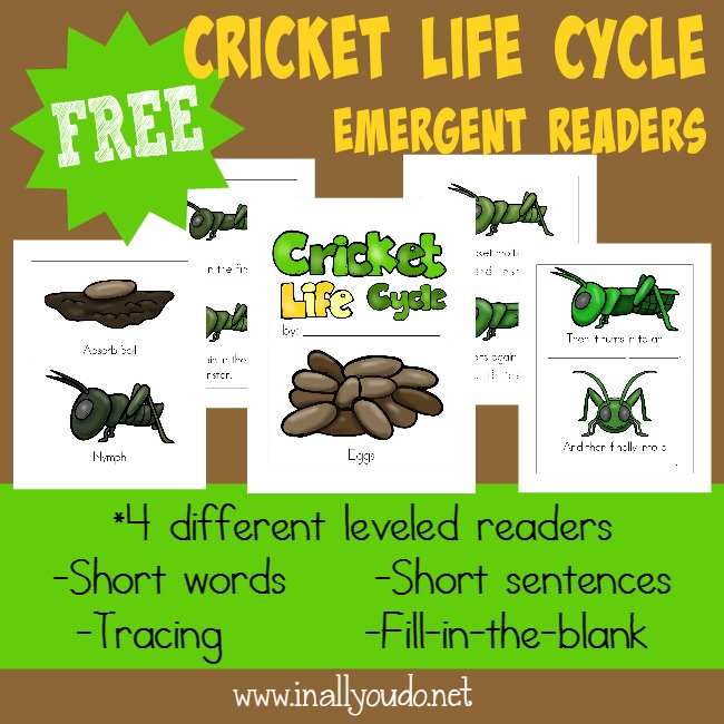 Kids will enjoy learning about the Cricket Life Cycle with these fun and leveled readers!! {4 levels} :: www.blessedbeyondadoubt.com