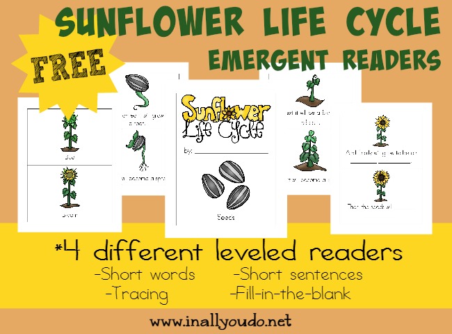 Kids will enjoy learning about the Life Cycle of a Sunflower with these fun and leveled readers!! {4 levels} :: www.blessedbeyondadoubt.com