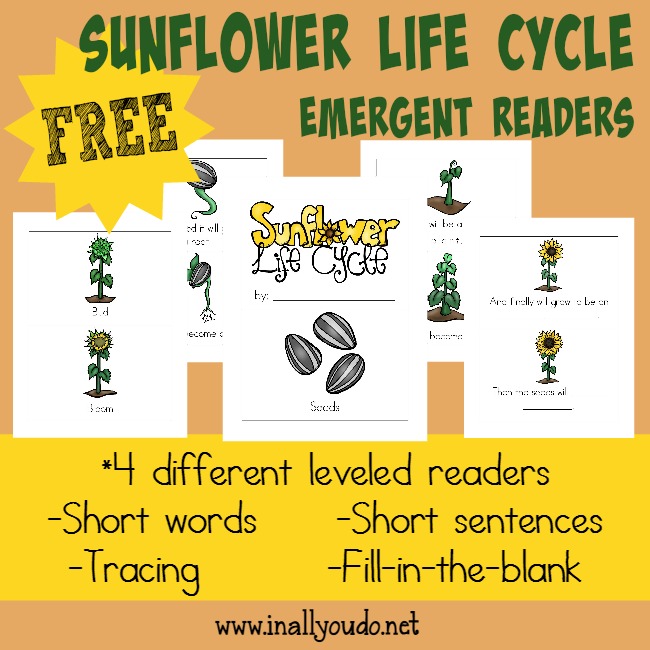 Kids will enjoy learning about the Life Cycle of a Sunflower with these fun and leveled readers!! {4 levels} :: www.blessedbeyondadoubt.com