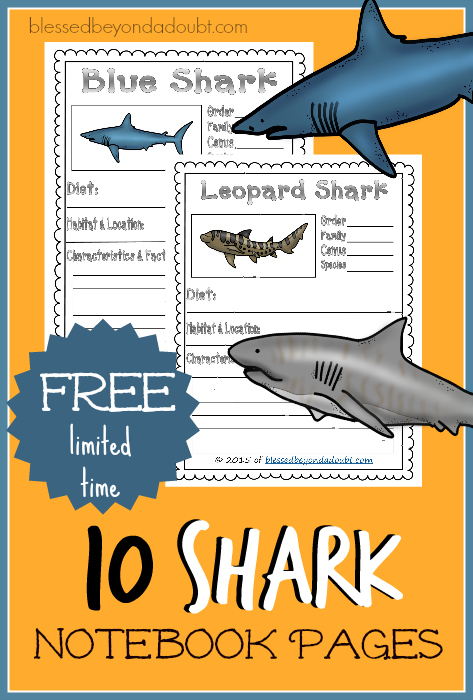Learn about 10 different common sharks with these free shark notebook pages. Happy Shark Week!