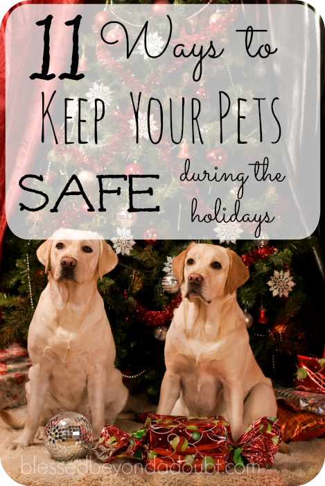 Keep your pets safe during the holiday seasons with these helpful tips that you might not have thought of before.