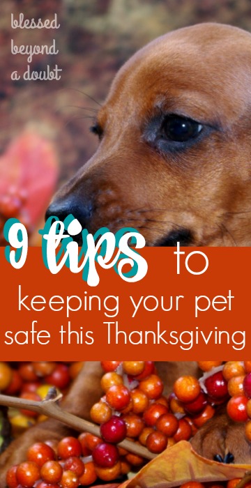 how-to-keep-your-pet-safe-during-thanksgiving_blog1