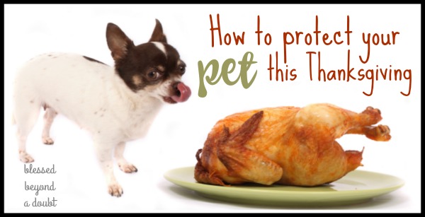 how-to-protect-your-pet-this-thanksgiving_blog2