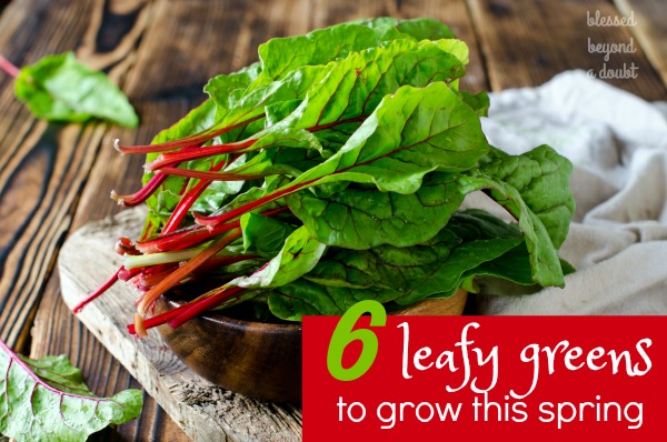 Here are 6 Leafy Greens that should grow in the spring. I have fallen in love with #2.