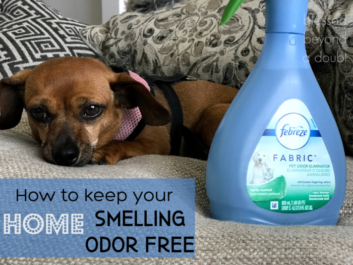 Tired of pet odor? We found the Simple Pet Odor Removal Tip! 