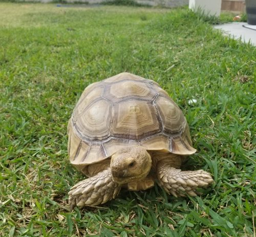 best pets for kids, tortoise enclosure,tortoise bedding, best pets for kids, sulcata tortoise, sulcata tortoise habitat, sulcata tortoise care, sulcata tortoise diet, sulcata tortoise enclosure