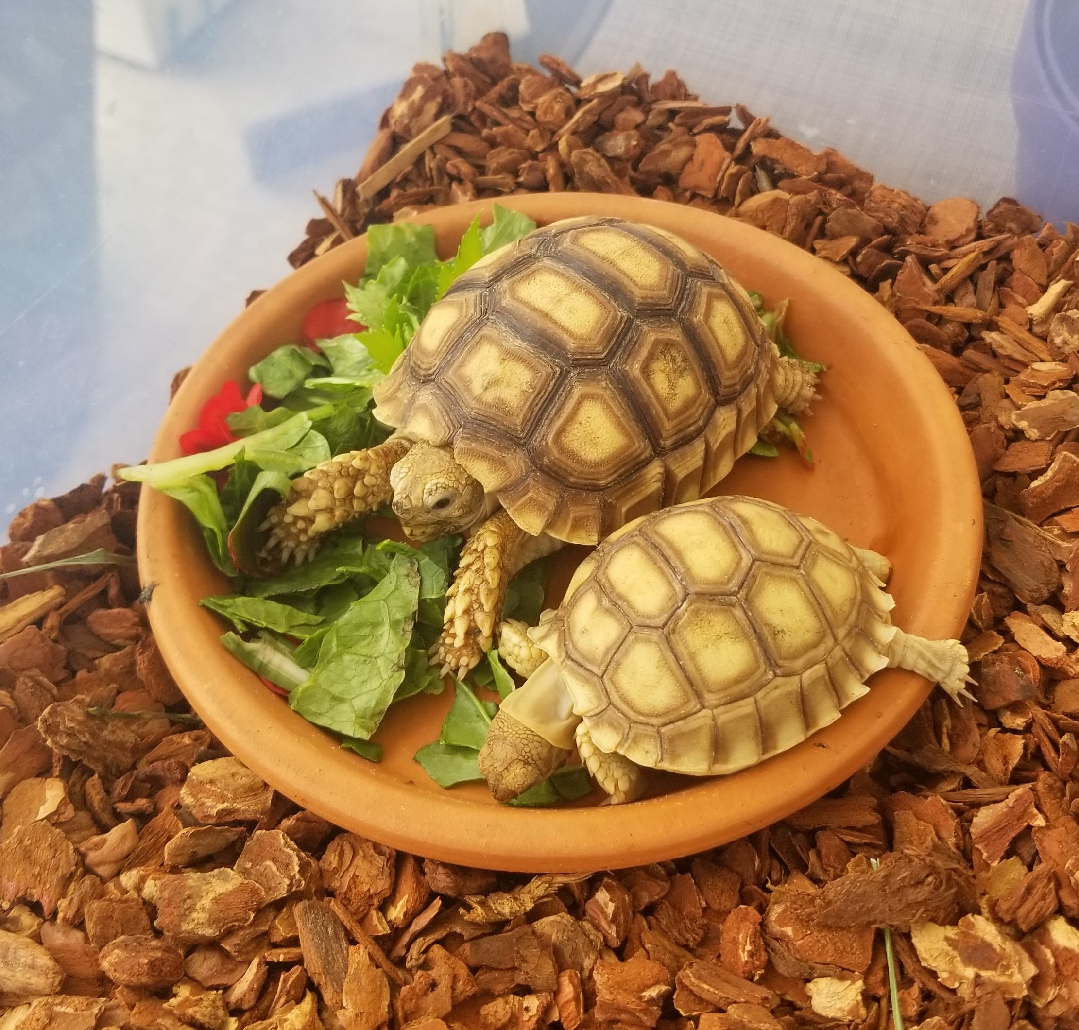 best pets for kids, tortoise enclosure,tortoise bedding,best pets for kids, sulcata tortoise, sulcata tortoise habitat, sulcata tortoise care, sulcata tortoise diet, sulcata tortoise enclosure